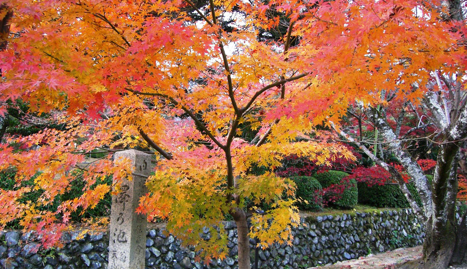 紅葉の頃