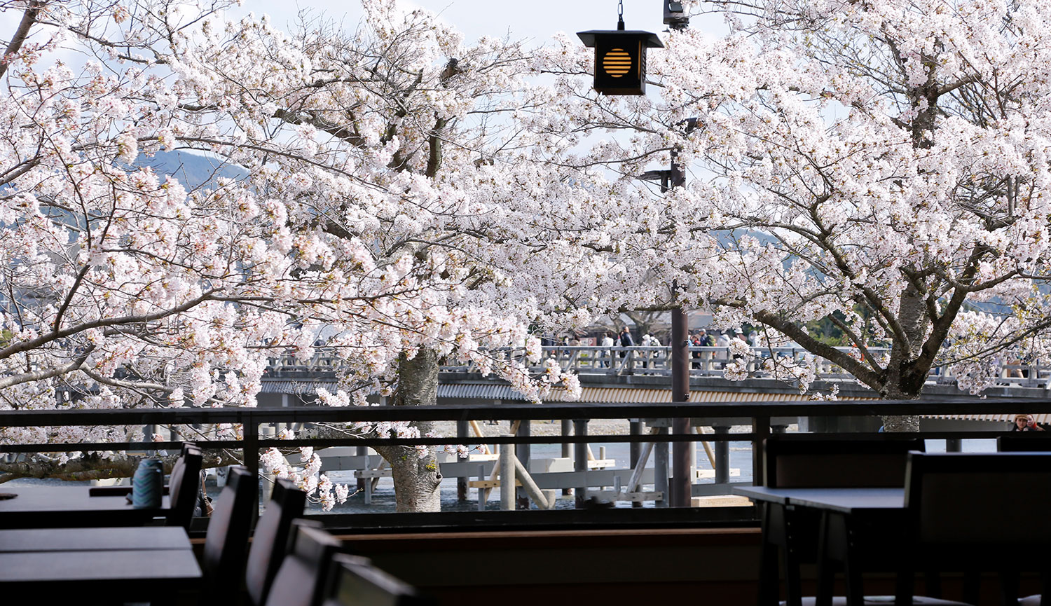 桜の頃