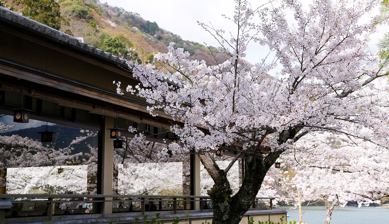 桜の頃